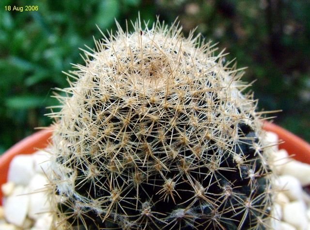 Copiapoa _humilis _ssp.tenuissima _05